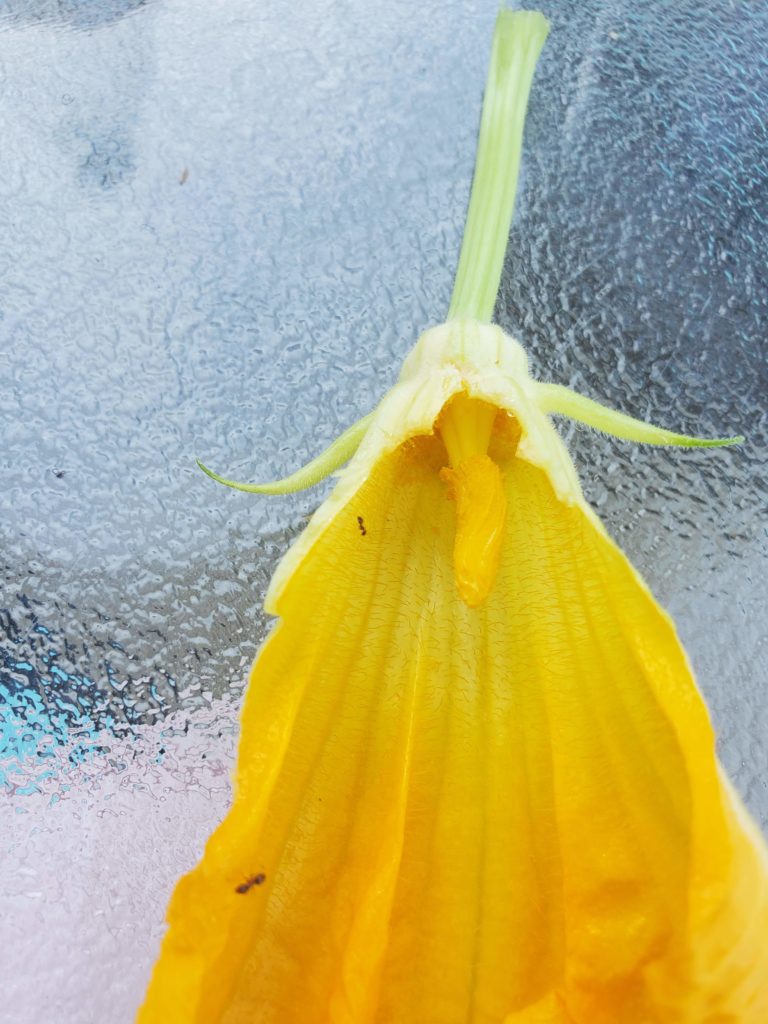 Male squash flower with visible stamen