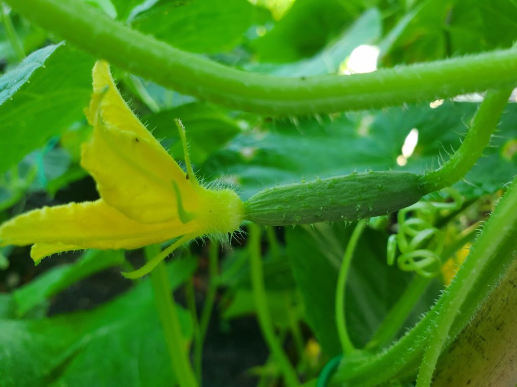 Photo of female cucumber flower