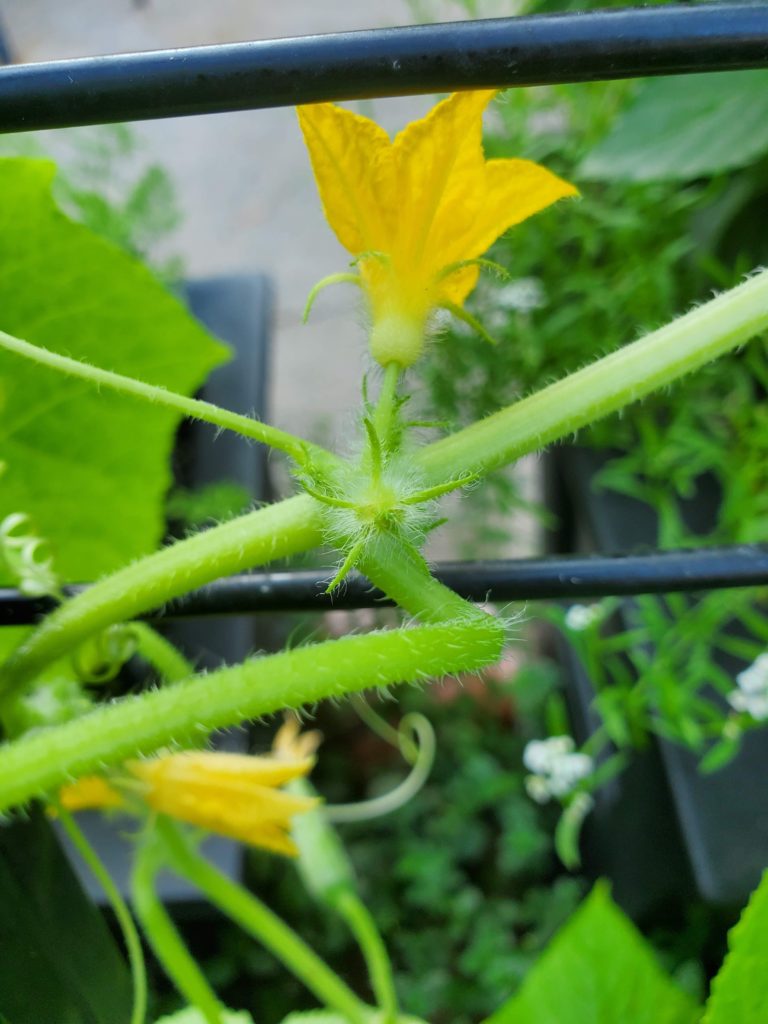 The male cucumber flower