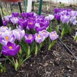 Dutch crocus