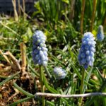 Grape Hyacinth 'Baby's Breath'