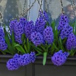 Hyacinth 'Blue Jacket'