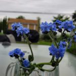 Forget-Me-Nots