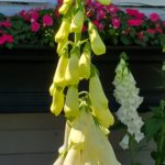 Foxgloves