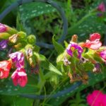 Pulmonaria
