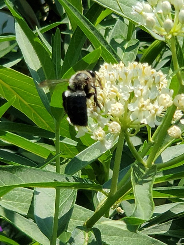 Bumblebee on Milkweed