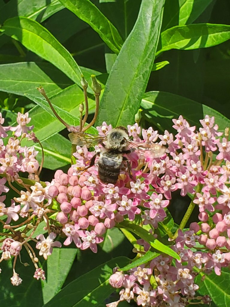 Bumblebee on Milkweed