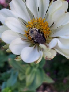 Bumblebee in Benary's Giant White Zinnia
