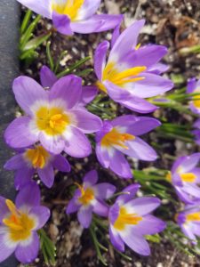 Species crocus