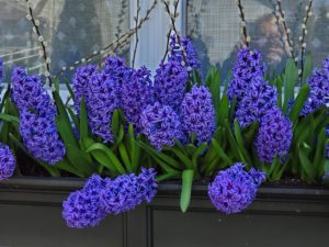 Hyacinths