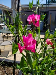 Sweetpeas