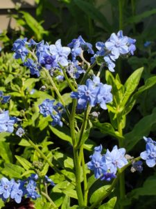 Forget-Me-Nots