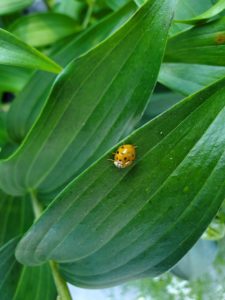 Lady Bug
