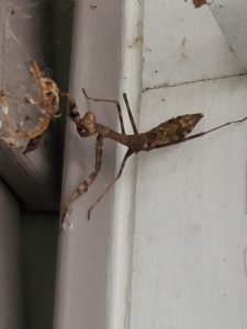 Praying mantis