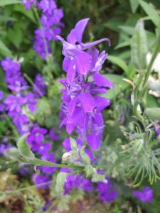 Larkspur